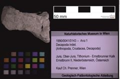 Foto (Objekt + Etiketten) von Decapoda indet. (NHMW-GEO-1990-0041-0143)
